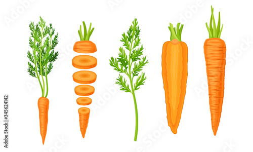 Whole and Chopped Carrot with Top Leaves Vector Set