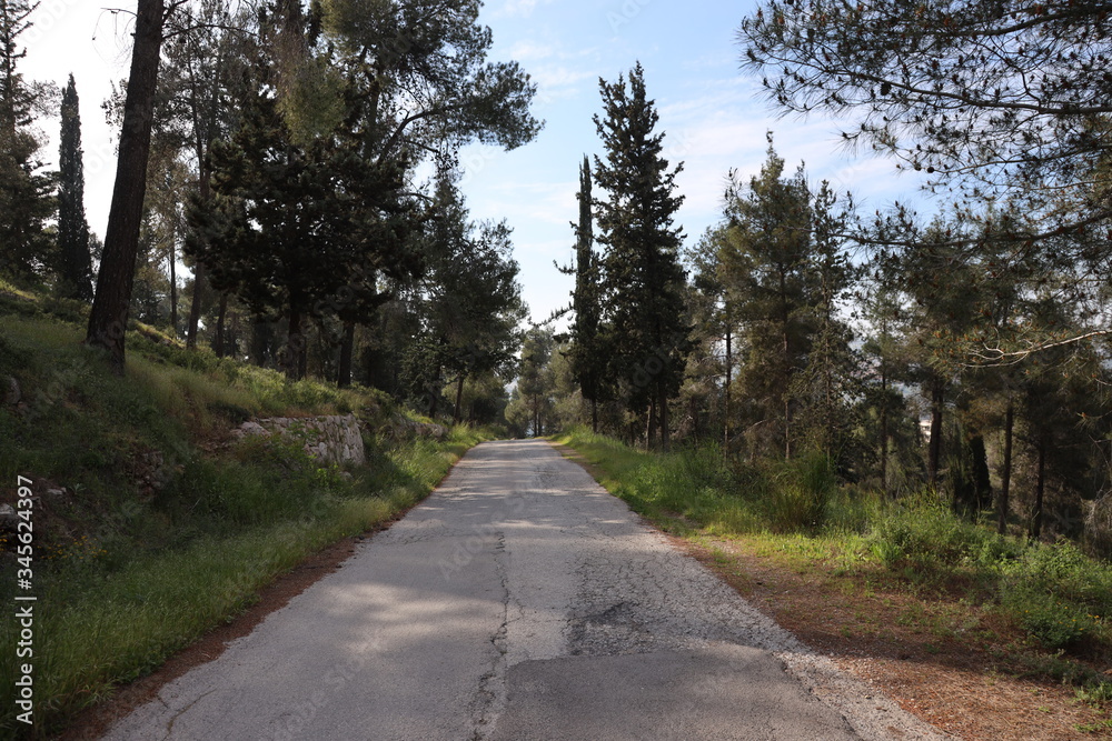 Fototapeta premium road in the forest