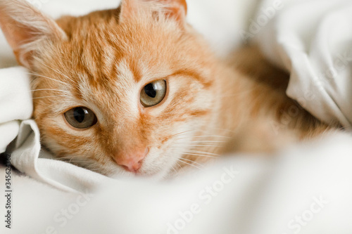 Fototapeta Naklejka Na Ścianę i Meble -  Red lazy cat with big eyes. Cute lovely fluffy cat.