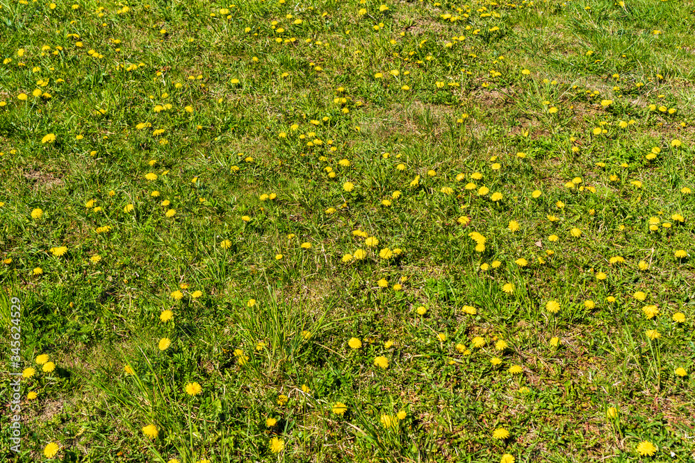 green grass and full of dandelions