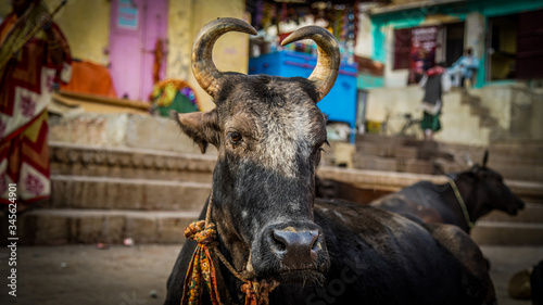 India Animals / Varanasi Ganga river / India 