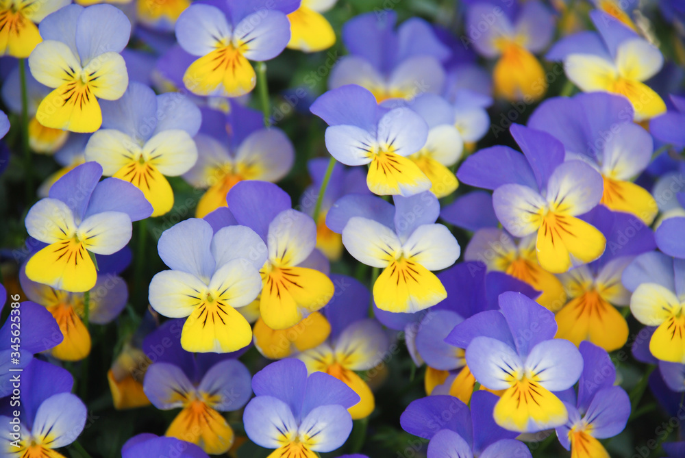 Fototapeta premium Yellow and Blue Flower Pansies closeup of colorful pansy flower, pot plant.