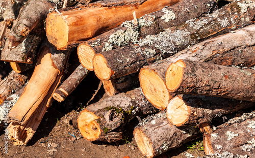 A pile of cut, stacked logs on the ground in bright sunshine