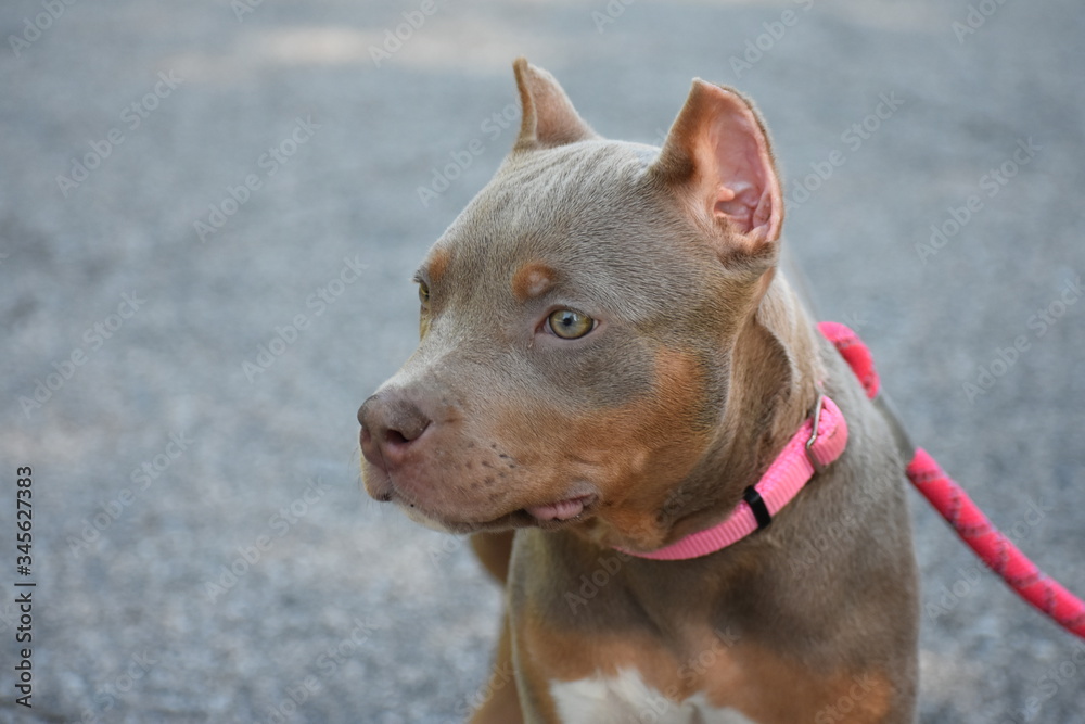 Portrait of a female pit bull terrier puppy