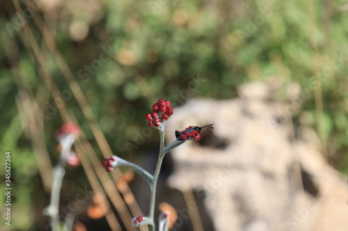 poppy flowers in the field With a butterfly