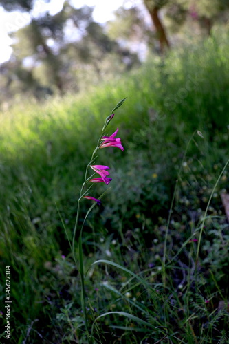 pink flowers in the garden