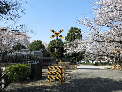 桜が咲く柏市の柏西口第一公園 photo