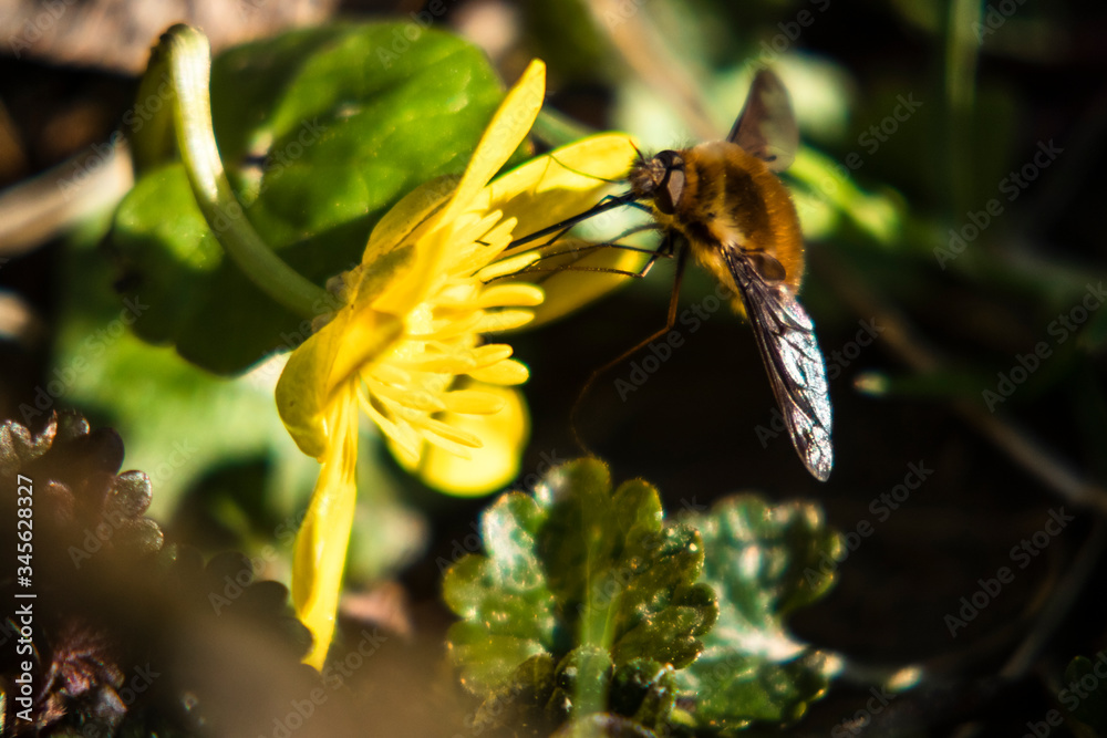 Wollschweber an Sumpfdotterblume Wollschweber an Sumpfdotterblume