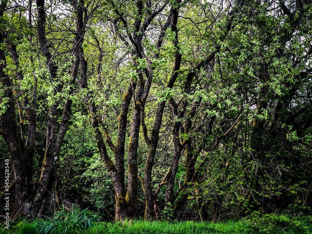 Fototapeta premium Forest