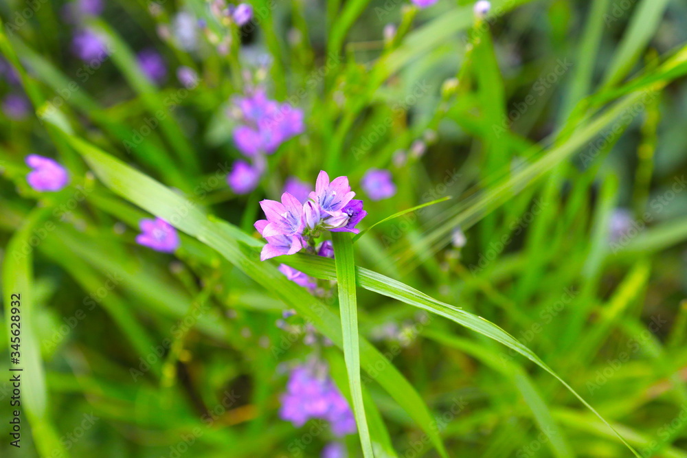 Fototapeta premium purple flower on green grass