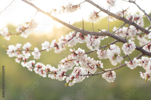 Branch of a flowering apricot in spring