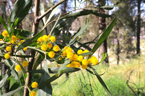 yellow flowers in the garden