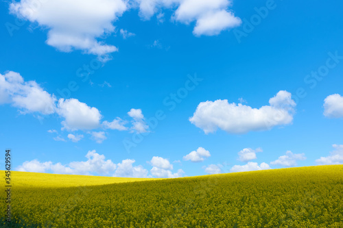 Blooming yellow field of rapeseed against blue sky with a nice cloudscape and shadows on the flowers. Beautilful sping landscape for bacgrounds.