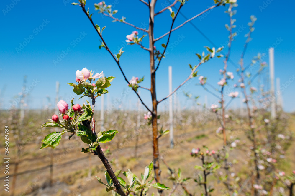 Apple orchard garden in springtime with rows of trees with blossom. Apple orchard garden in springtime with rows of trees with blossom.