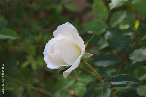 single white rose