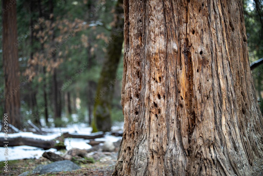 Obraz premium Yosemite Nationalpark