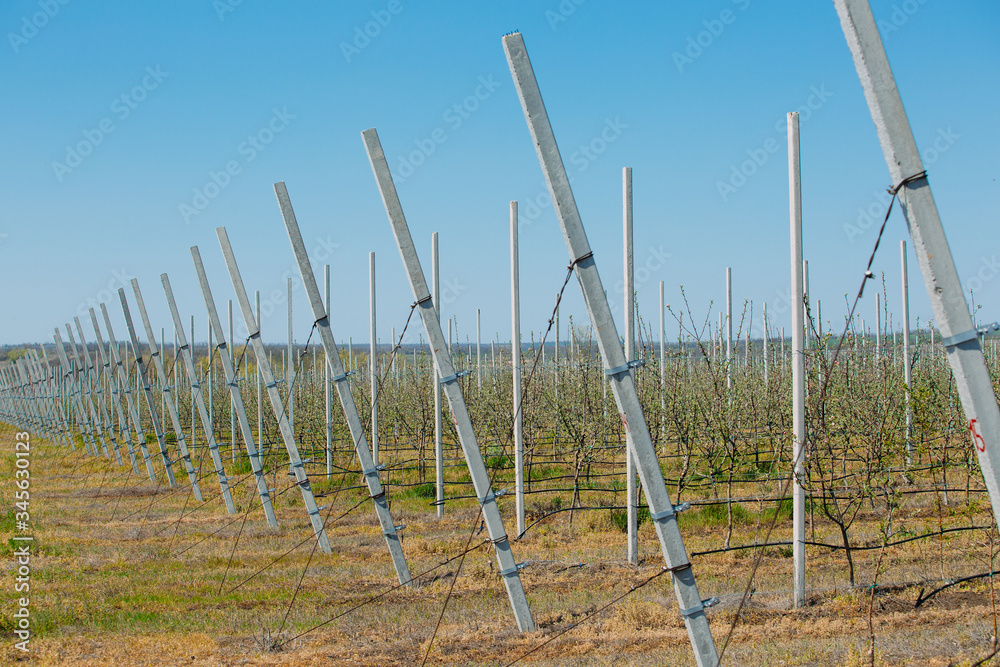 Apple orchard garden in springtime with rows of trees with blossom.
