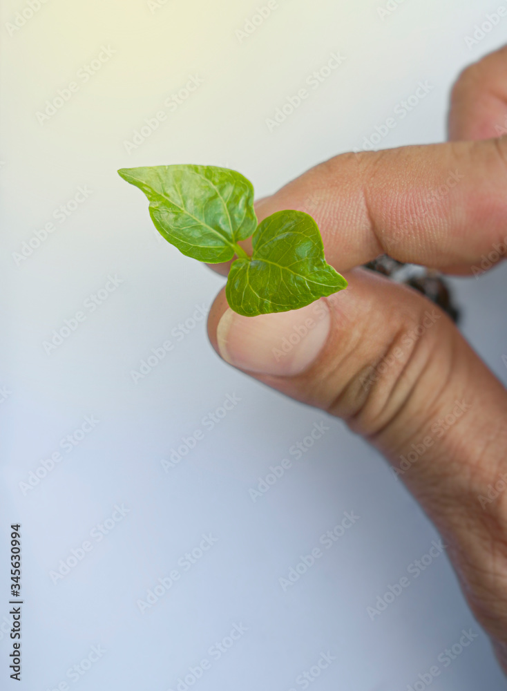 Hand holding a leaf green leaves isolated on white background. Place for text. Earth day concept. Hand holding a leaf green leaves isolated on white background. Place for text. Earth day concept.