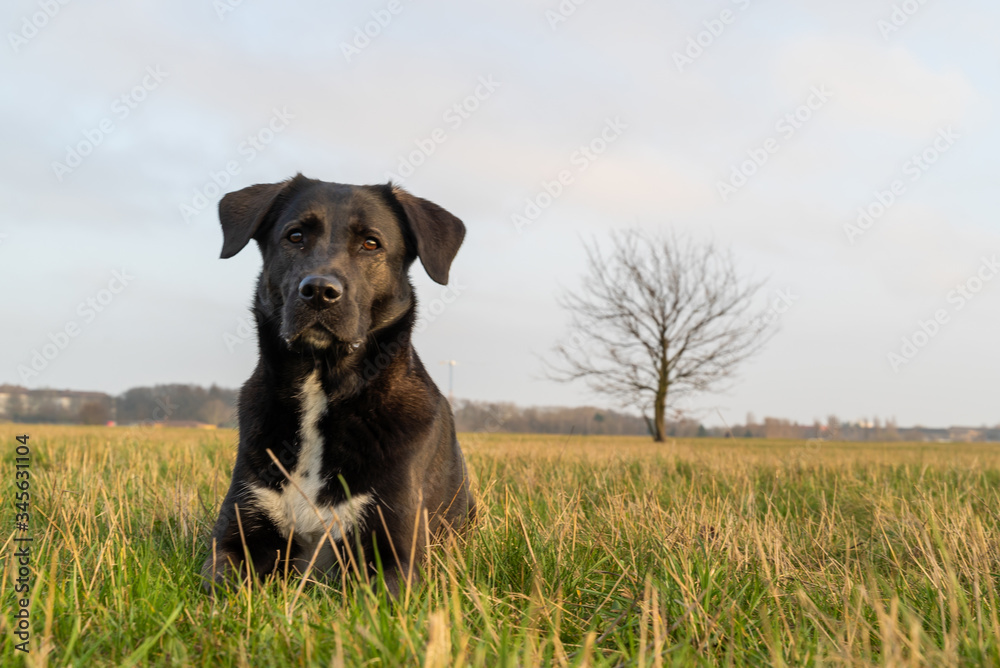 Adorable black Labrador laydown at Tempelhof Field grass, Berlin, Germany.