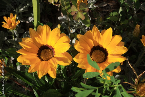 yellow flowers in the garden