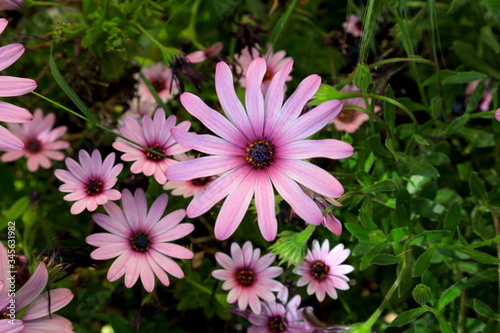 pink chrysanthemum flower