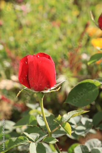 red rose in the garden