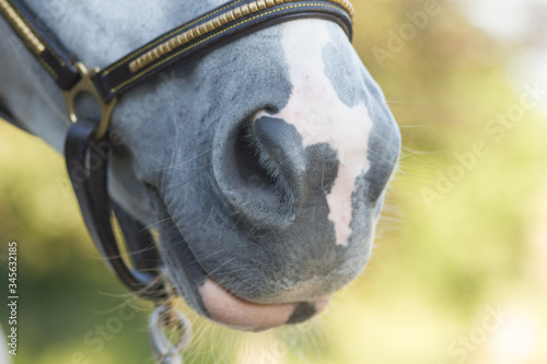 Fototapeta Naklejka Na Ścianę i Meble -  horse detail mouth