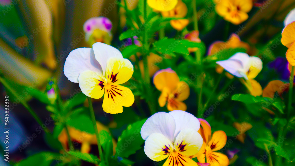 spring flower in garden spring flower in garden