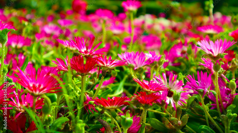 pink, white and violet flower bunch in garden pink, white and violet flower bunch in garden