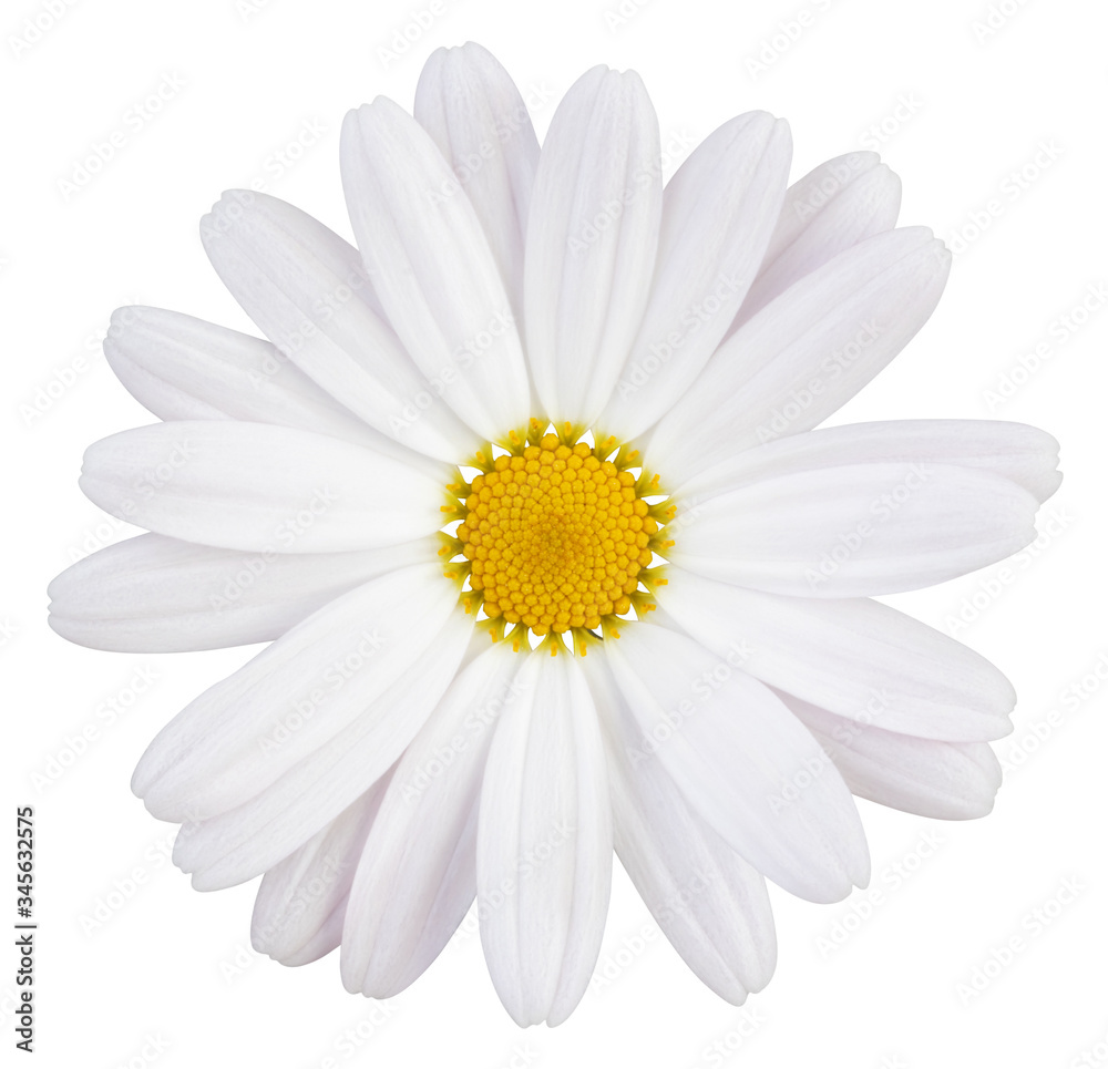 Beautiful white Daisy (Marguerite) with a little pink, isolated on white background, including clipping path.