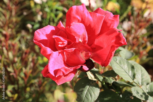 red poppies in the garden