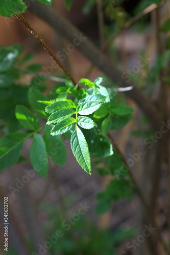 lily of the valley in the forest