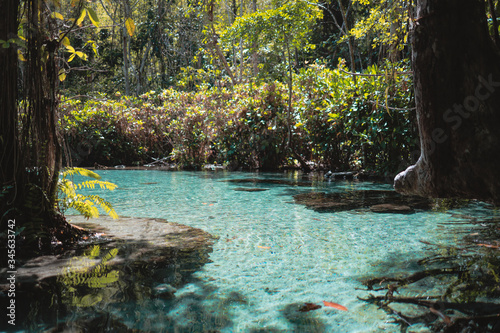turquoise green river in the jungle