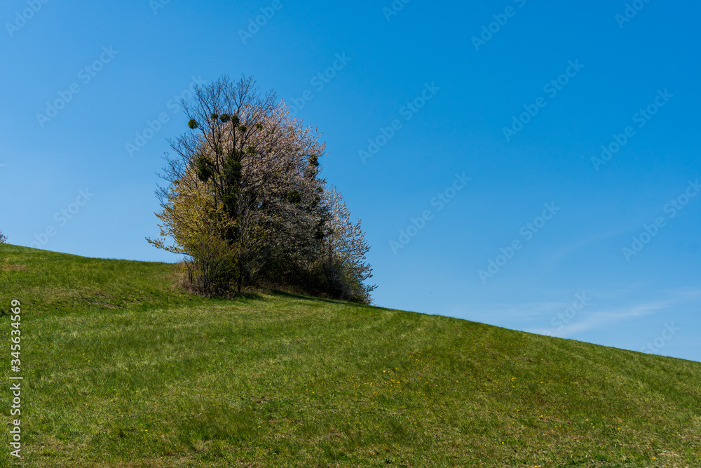 green pastures and trees blooming in spring on a clear day with blu e sky, czech beskydy green pastures and trees blooming in spring on a clear day with blu e sky, czech beskydy