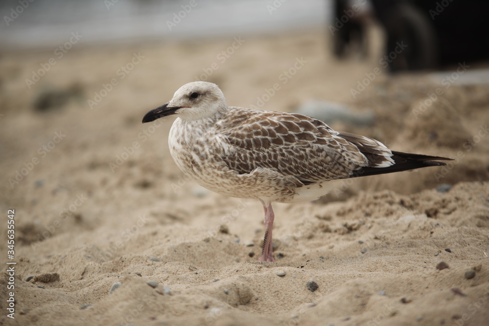 SeaGull SeaGull