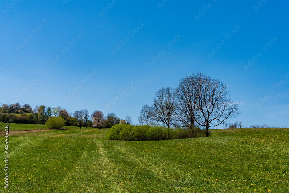 Obraz premium green pastures and trees blooming in spring on a clear day with blu e sky, czech beskydy