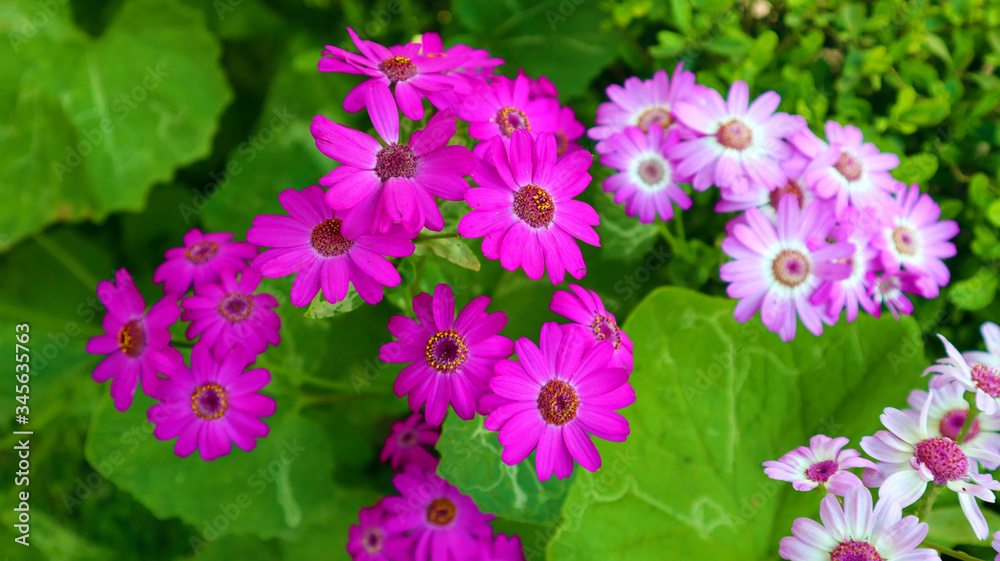 pink, white and violet flower bunch in garden pink, white and violet flower bunch in garden