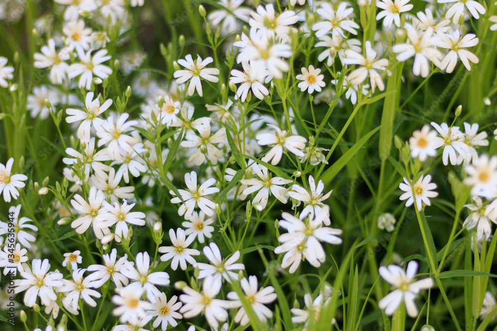 Beautiful white spring flowers bloomed in the meadow. Colorful background for wallpaper or desktop. The beauty of nature. Green leaves and white flowers
Beautiful white spring flowers bloomed in the meadow. Colorful background for wallpaper or desktop. The beauty of nature. Green leaves and white flowers