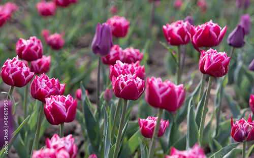 Blooming tulips spring background