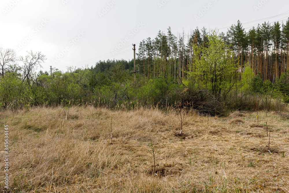 house territory a lot of weeds and trees house territory a lot of weeds and trees