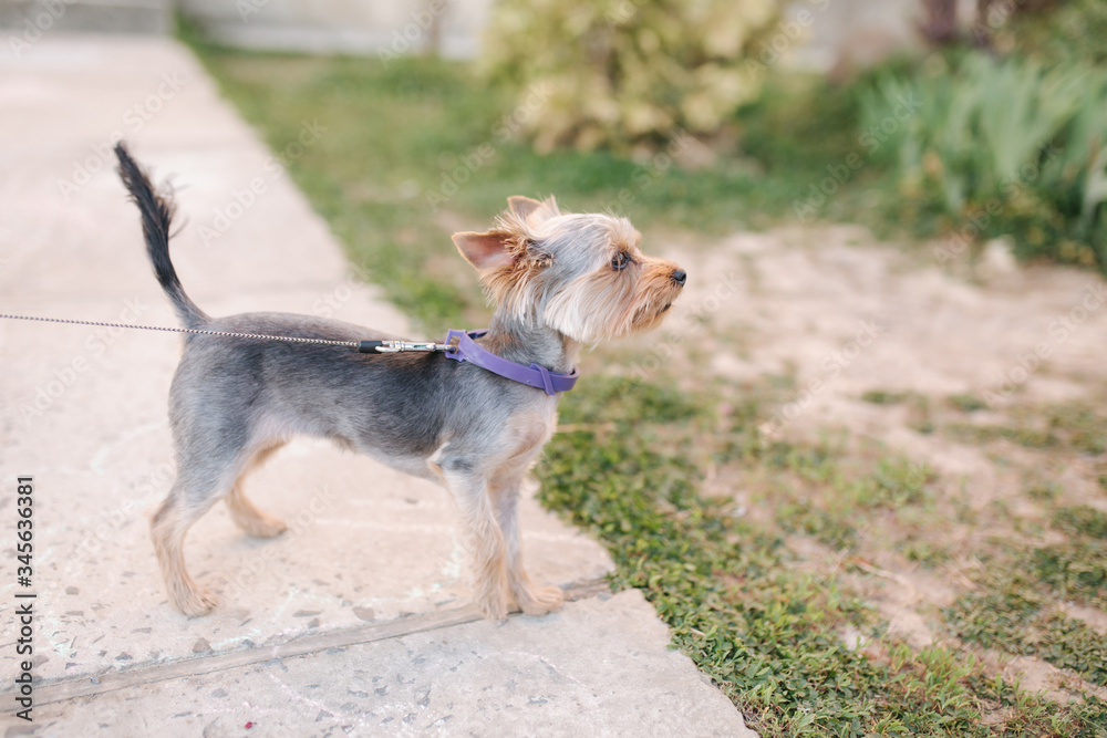 Yorkshire terrier stand in the back yard. cute little dog. Happy pet Yorkshire terrier stand in the back yard. cute little dog. Happy pet