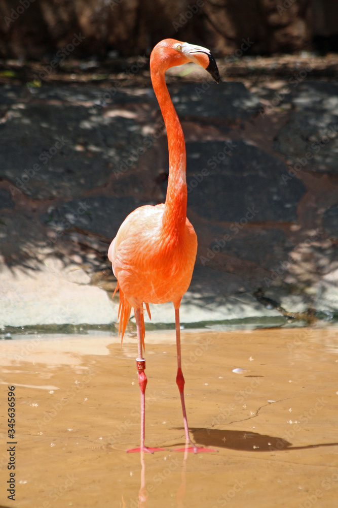 Fototapeta premium roter Flamingo