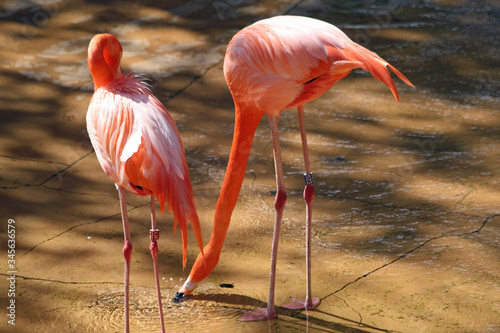 roter Flamingo