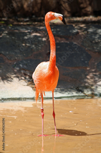 roter Flamingo