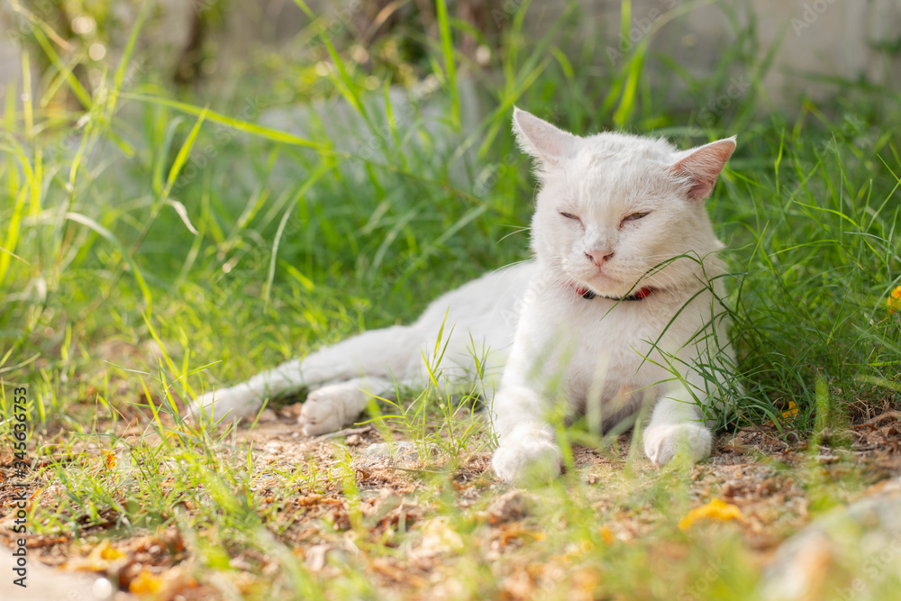White cat with blue and yellow eyes chilling in the green garden White cat with blue and yellow eyes chilling in the green garden