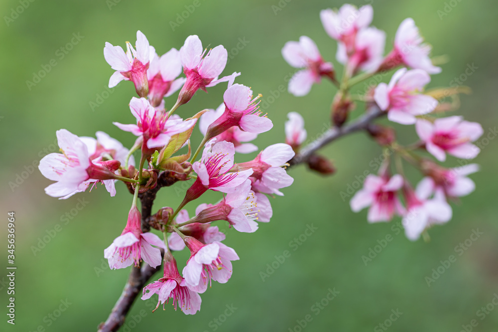 Closeup of Wild Himalayan Cherry (Prunus cerasoides) or thai sakura flower at khun chang kian, Chiang Mai, Thailand