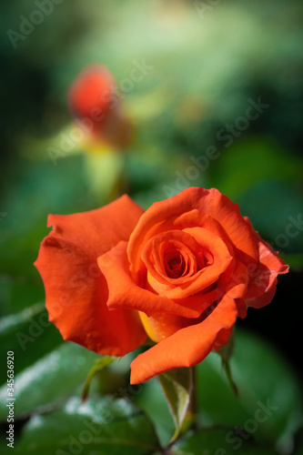Orange rose flower on a green blur background.