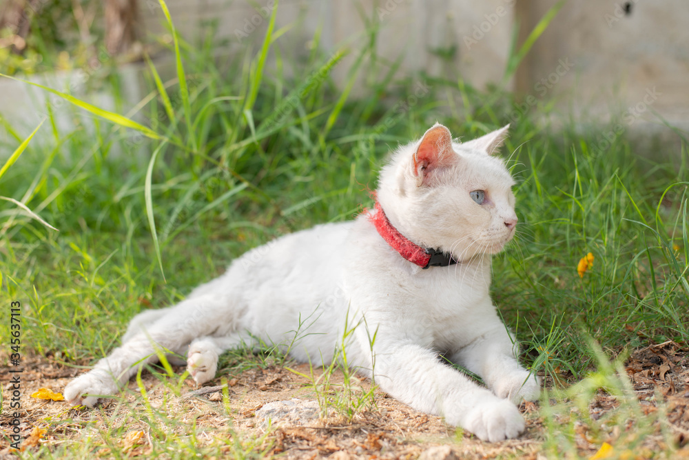 White cat with blue and yellow eyes chilling in the green garden