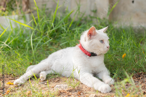 White cat with blue and yellow eyes chilling in the green garden
