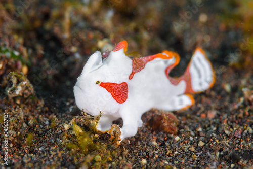 クマドリカエルアンコウ　Antennarius maculatus photo